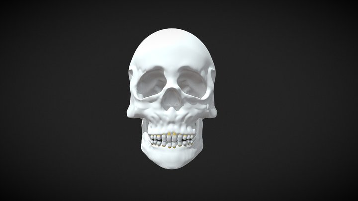 3D Interactive Skull, (Blender Required.) 3D Model