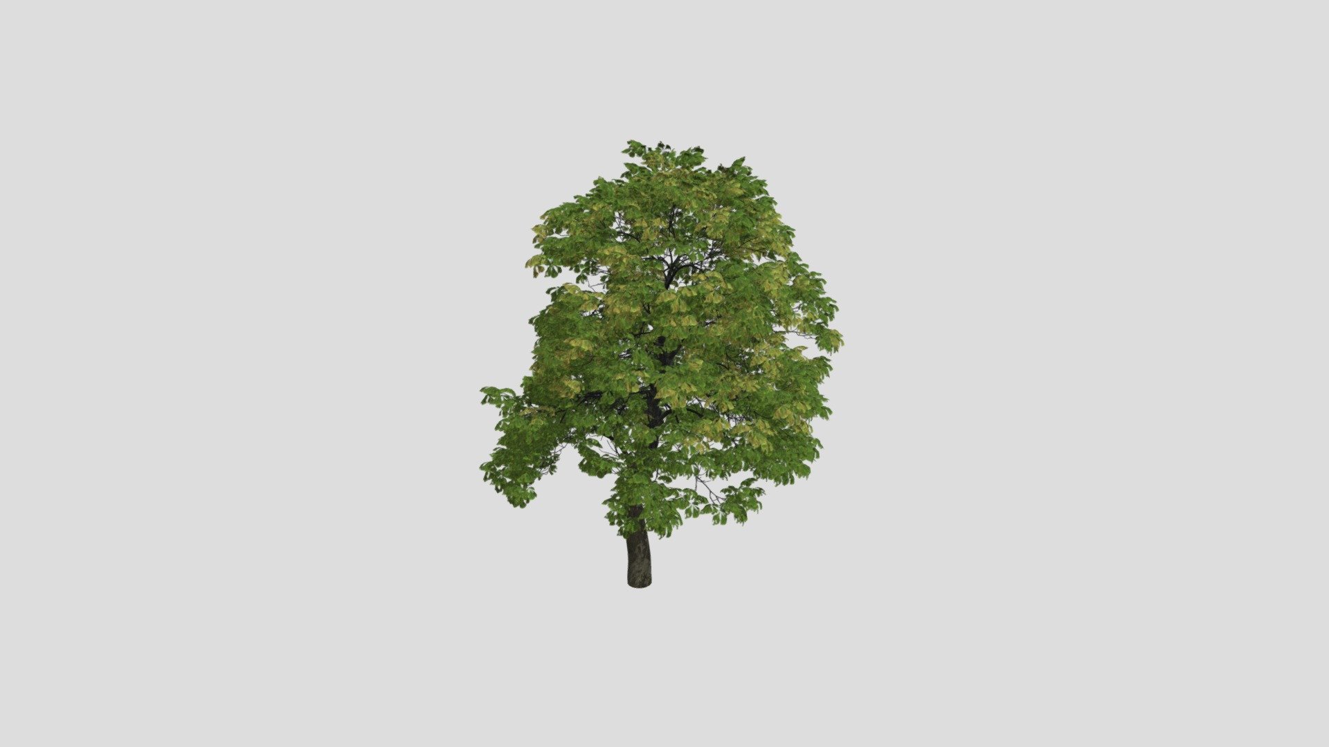 Chestnut 93 AM258 Archmodel - Buy Royalty Free 3D model by Evermotion ...