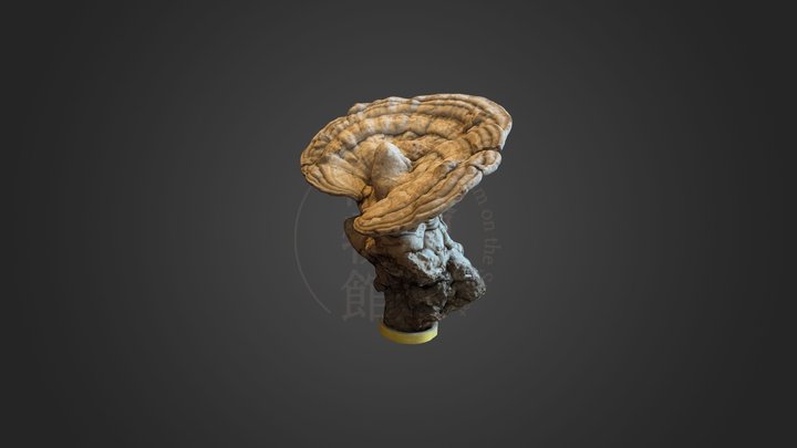 きのこ「サルノコシカケ」 – Free 3D Model STL