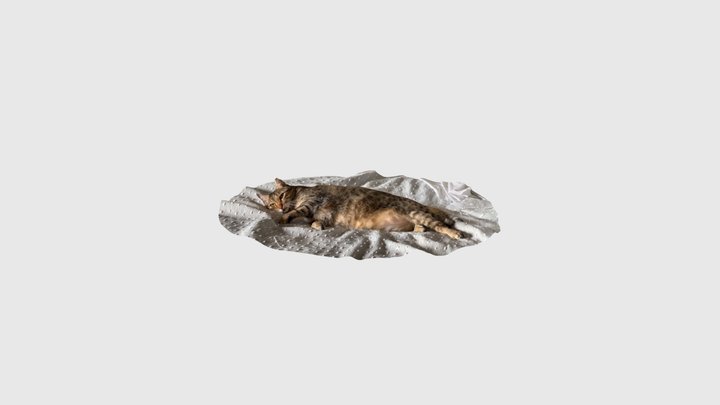 Lounging cat (scan) 3D Model