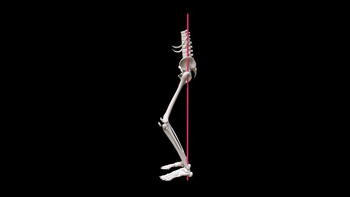3 Bones -- Base Animated With Reference Line 3D Model
