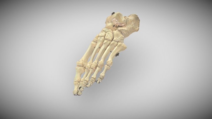 Fußskelett 3D Model