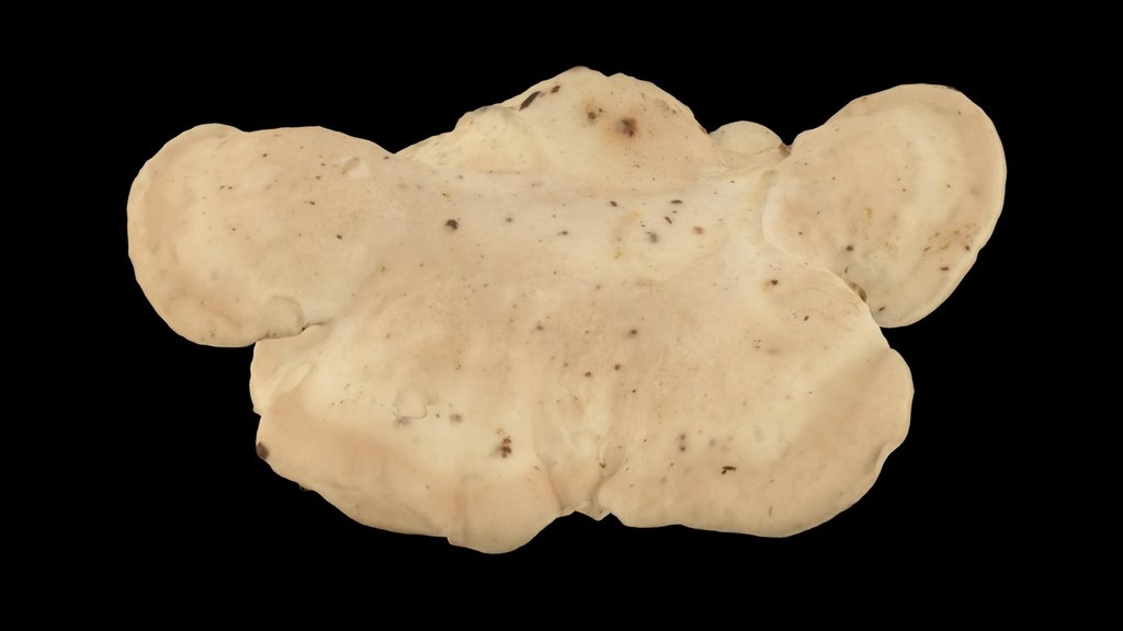 CC0 シロカイメンタケ？ 🍄 White Birch Polypore