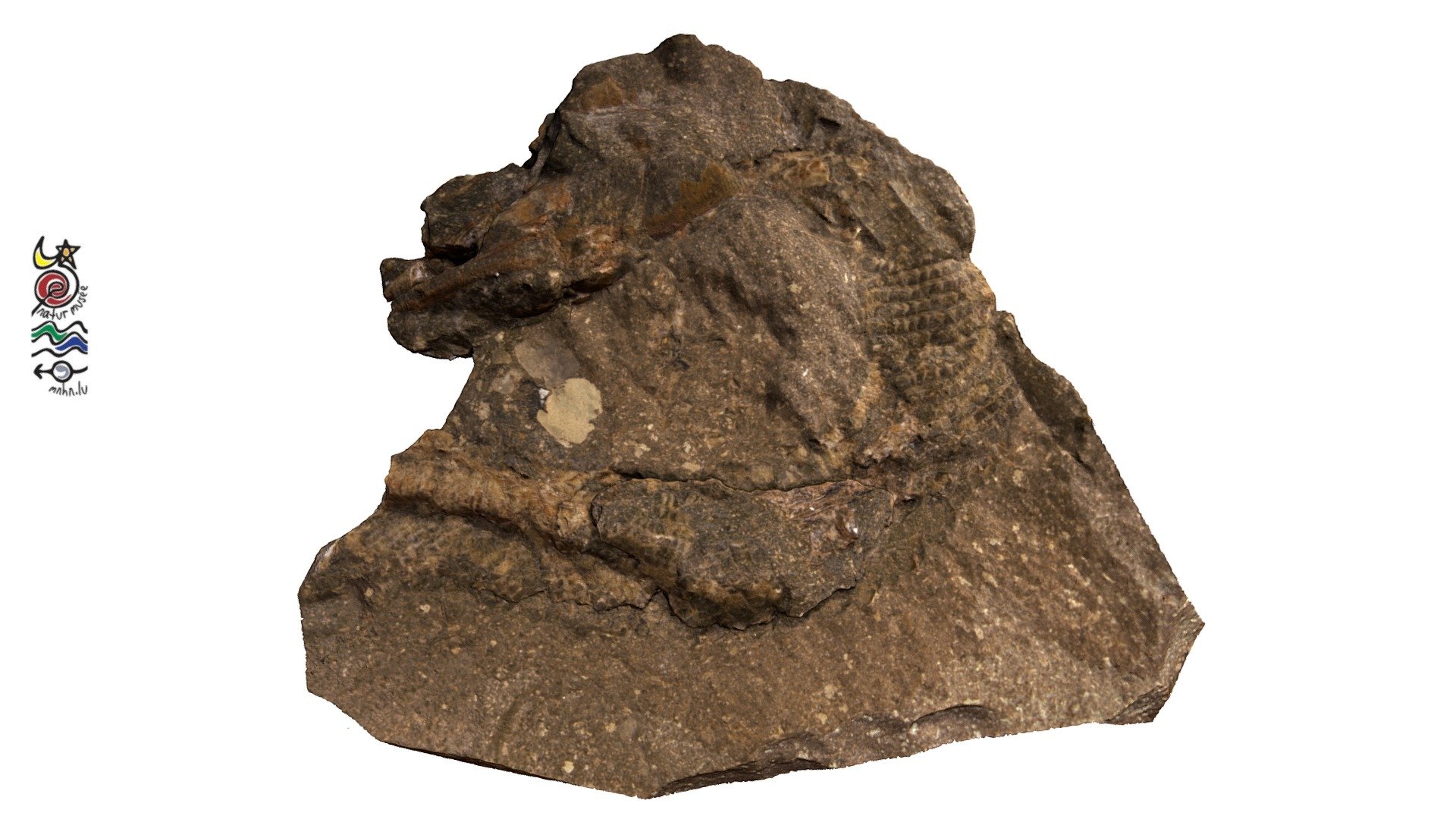 Haasichthys michelsi TV037