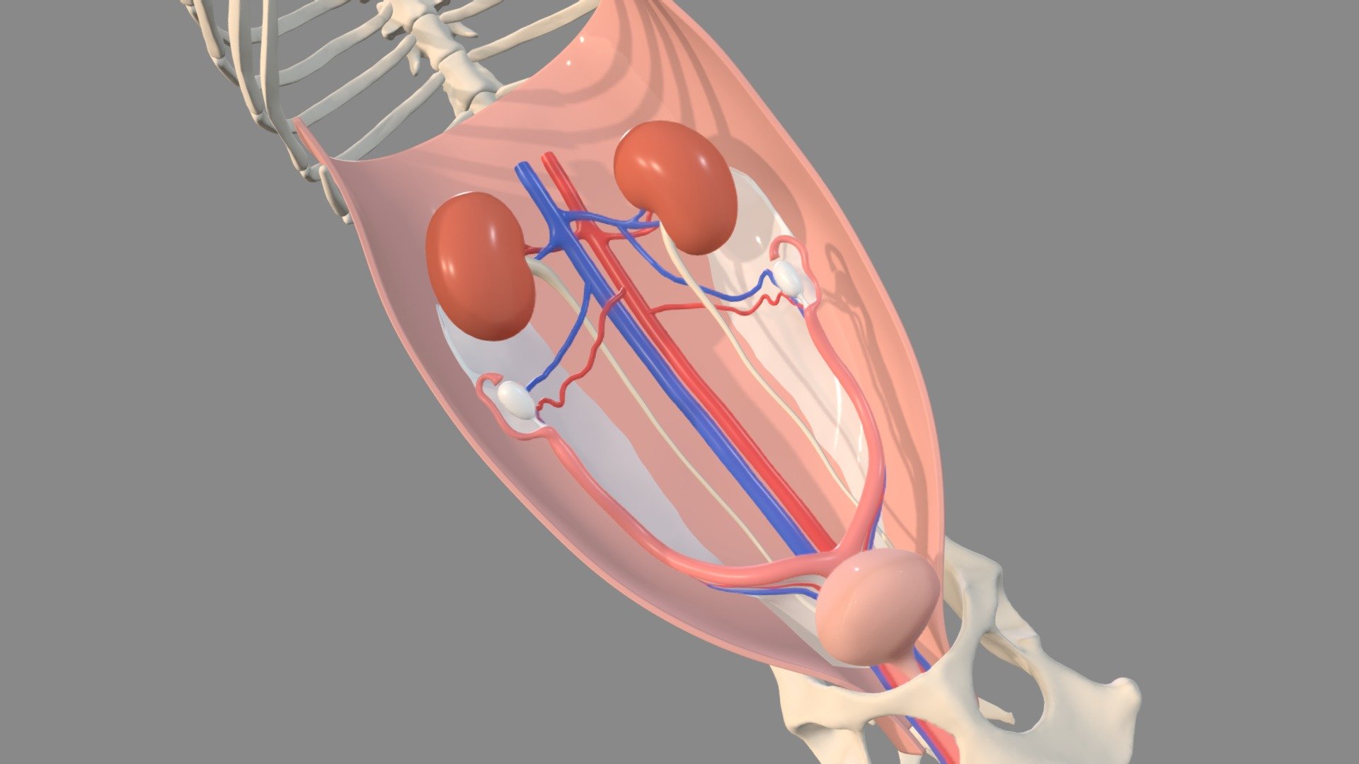 Cat Spay Anatomy 11 8 - 3D model by ali.ennis [f650793] - Sketchfab