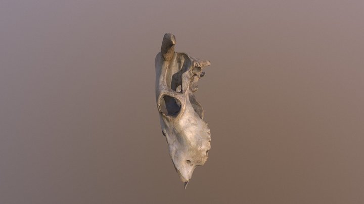 cow skull 3D Model