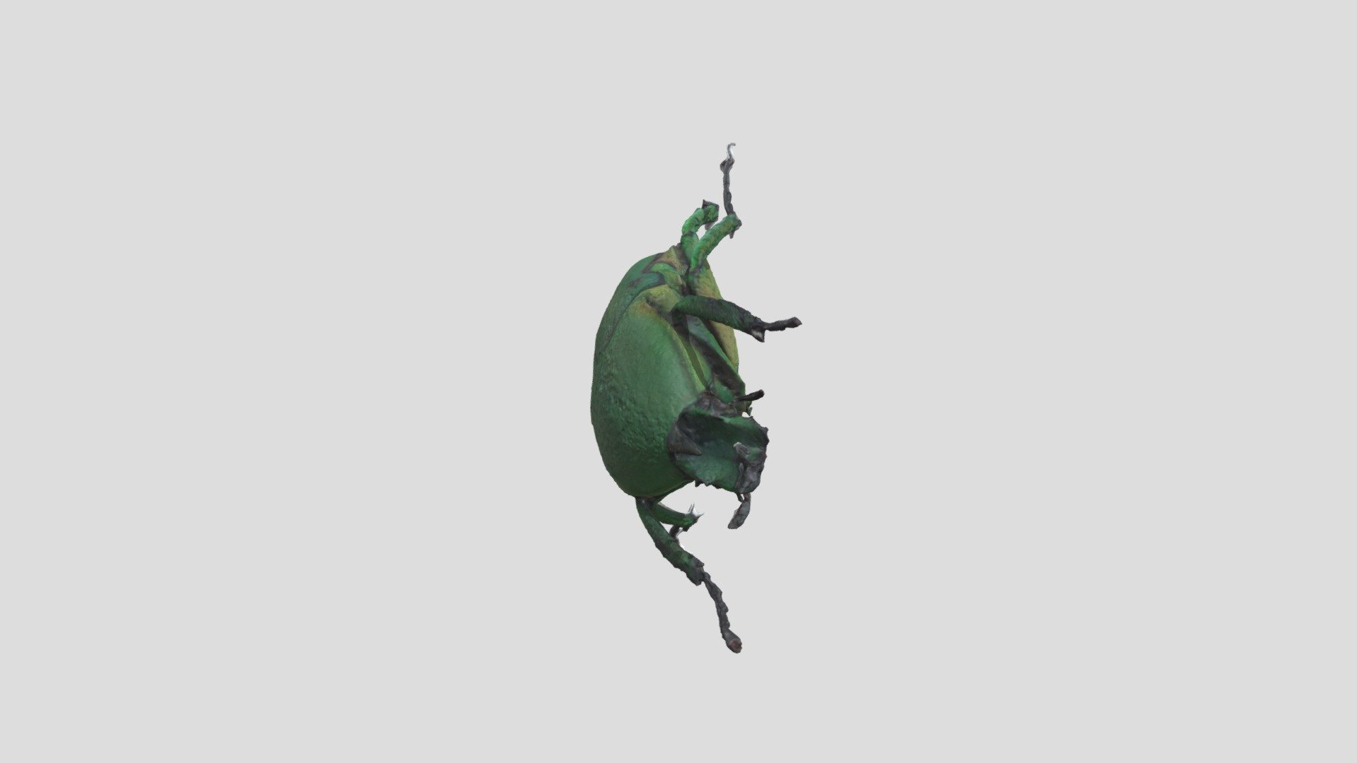 Mecynorhina 01