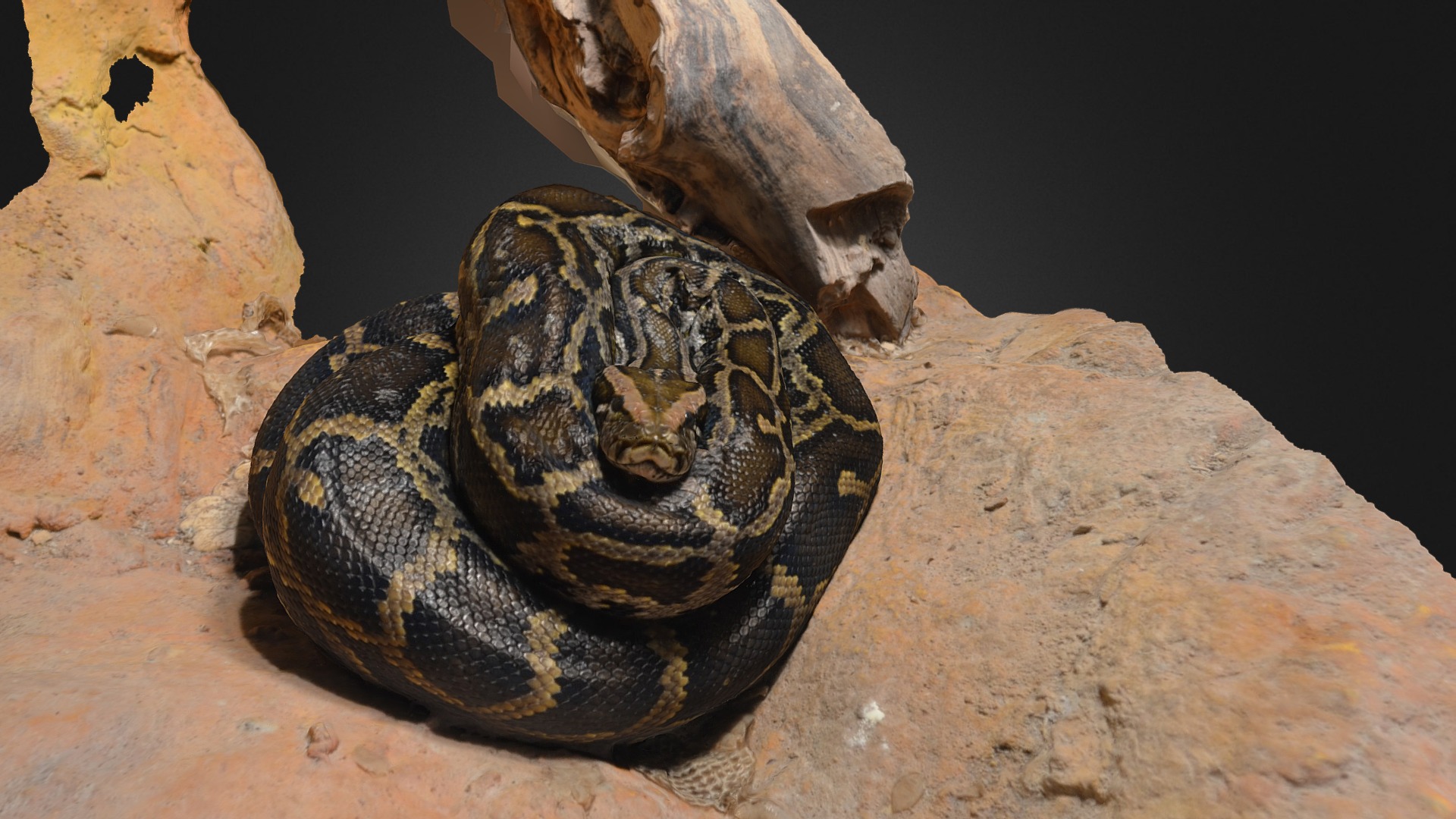 3D model Snake Scan