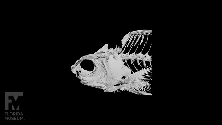 Fish-skeleton 3D models - Sketchfab