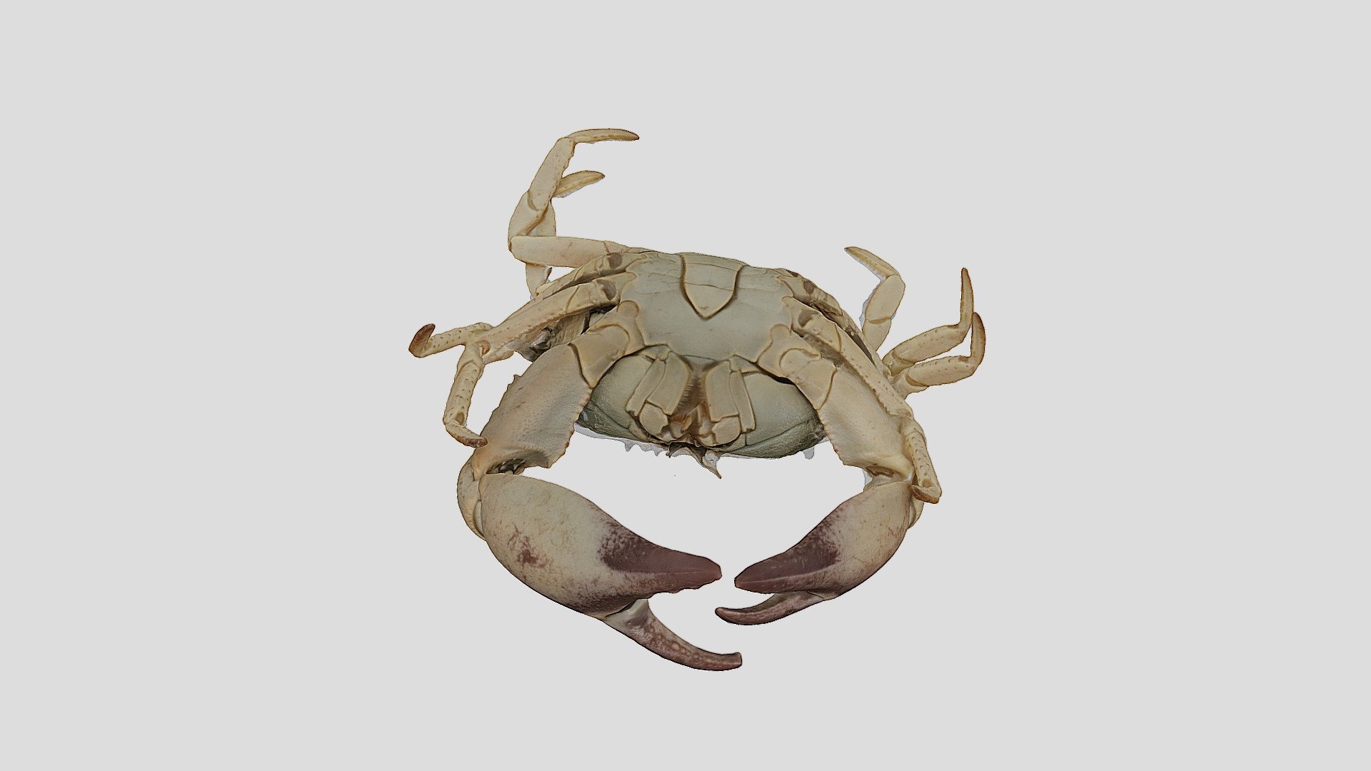 Crabbottom