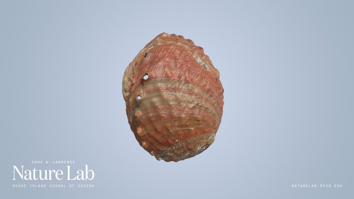 Red Abalone Shell