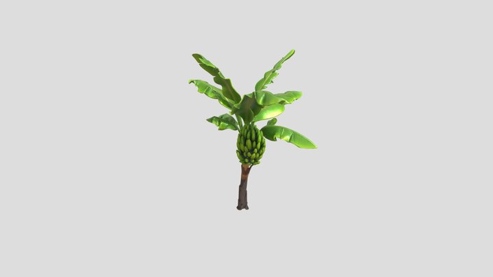 Banana_ Tree