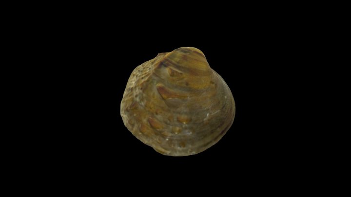 Pimpleback 3D Model
