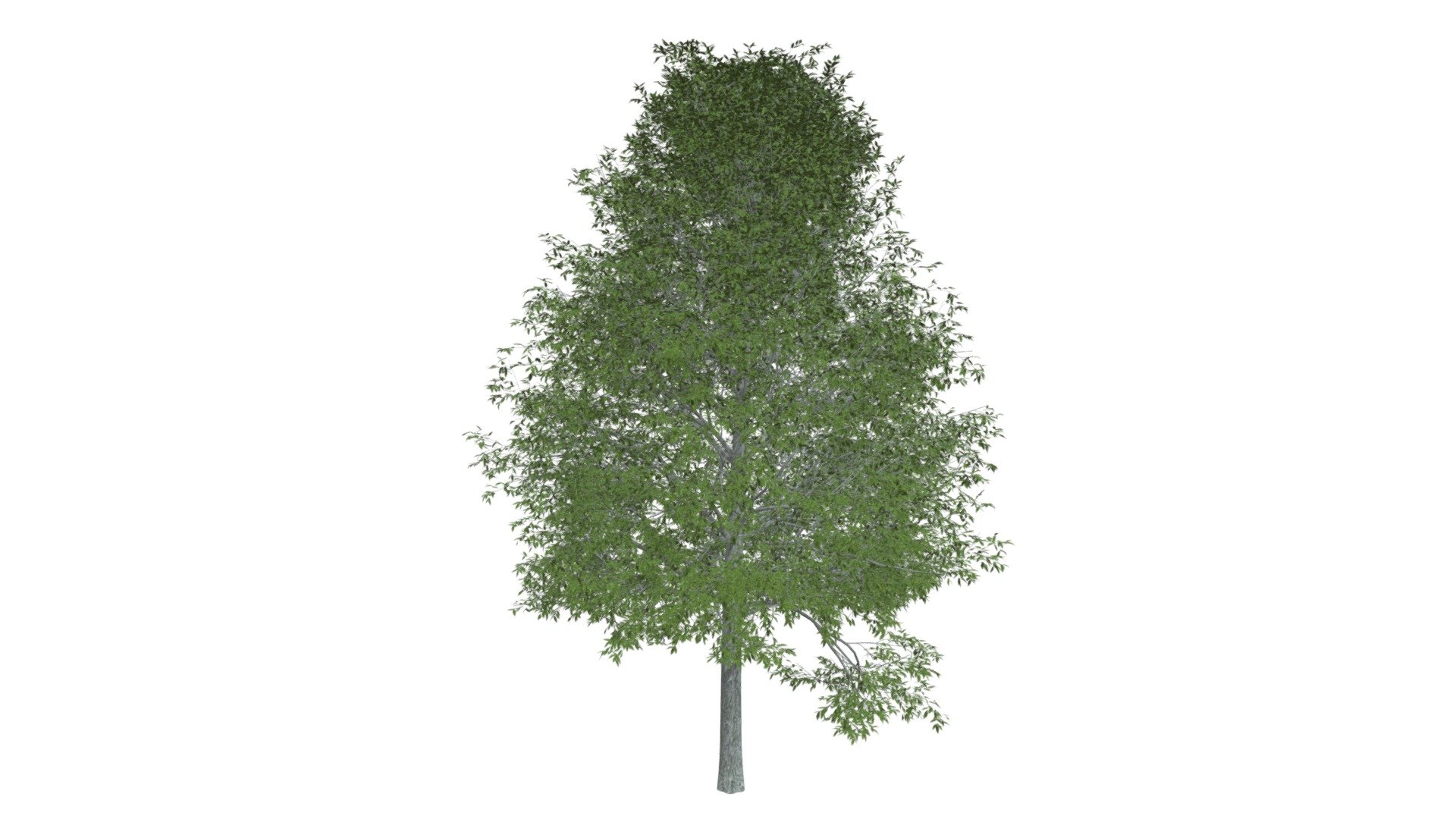 Shingle Oak Tree #07 - Buy Royalty Free 3D model by meshshape [f6640c4 ...