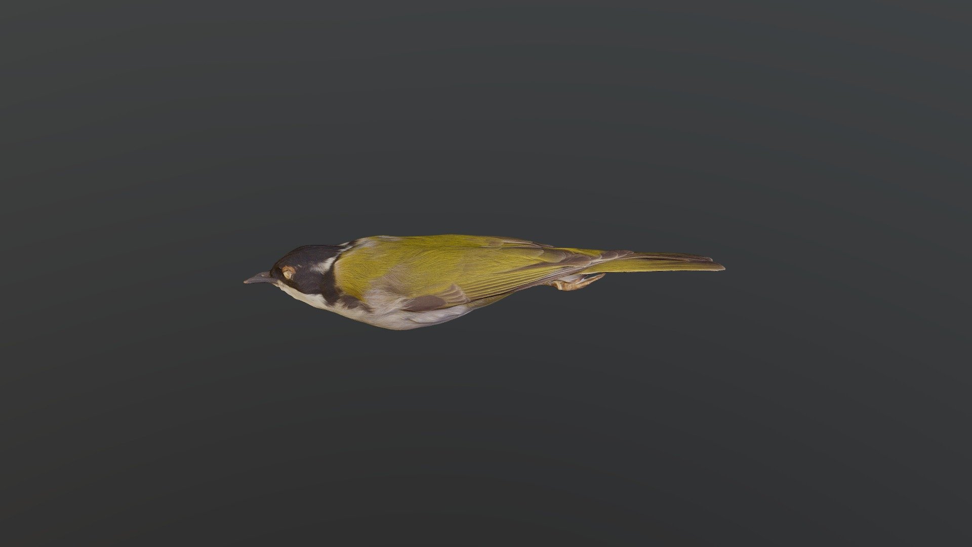 White-throated Honeyeater- Melithreptus albogul.
