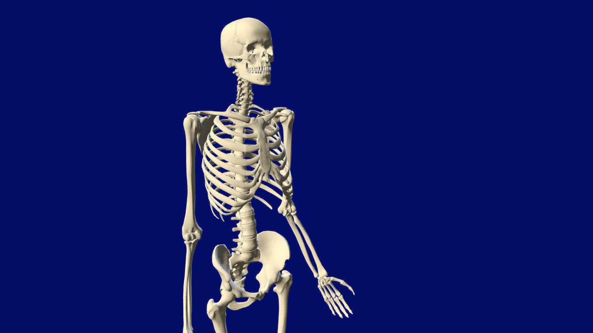 EVE3D Esqueleto Humano