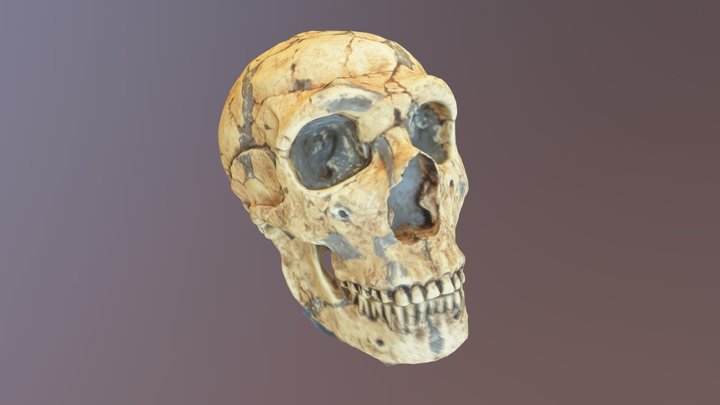 Neanderthal Skull Photogrammetry 3D Model