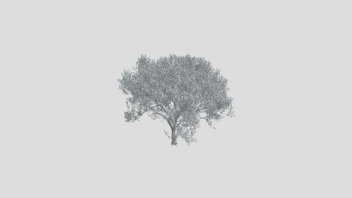 Olive Tree Large