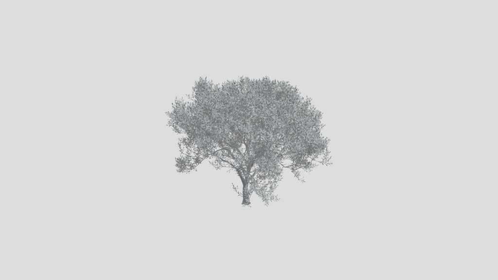 Olive Tree Large