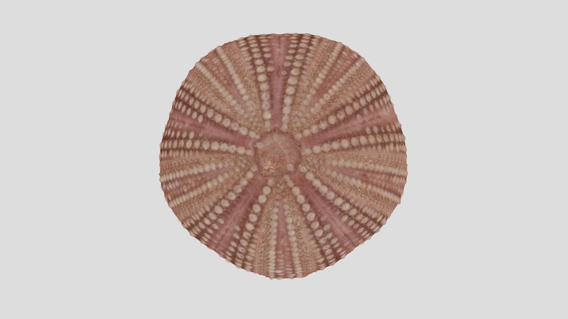 Mystery echinoid