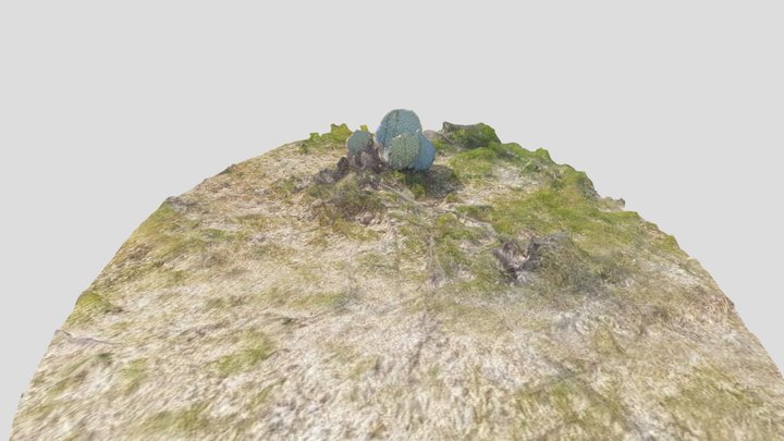 Cactus and bush 1 3D Model