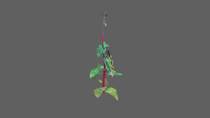 Malabar Spinach_for AR 3D Model