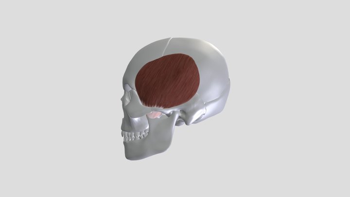 Skull Temporal Muscle 3D Model