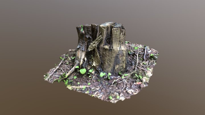 Chopped Trunk 3D Model