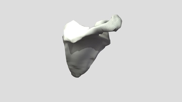 Scapula 3D Model
