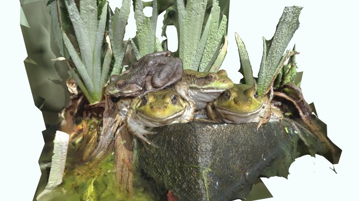 Green frogs sunning 3D Model