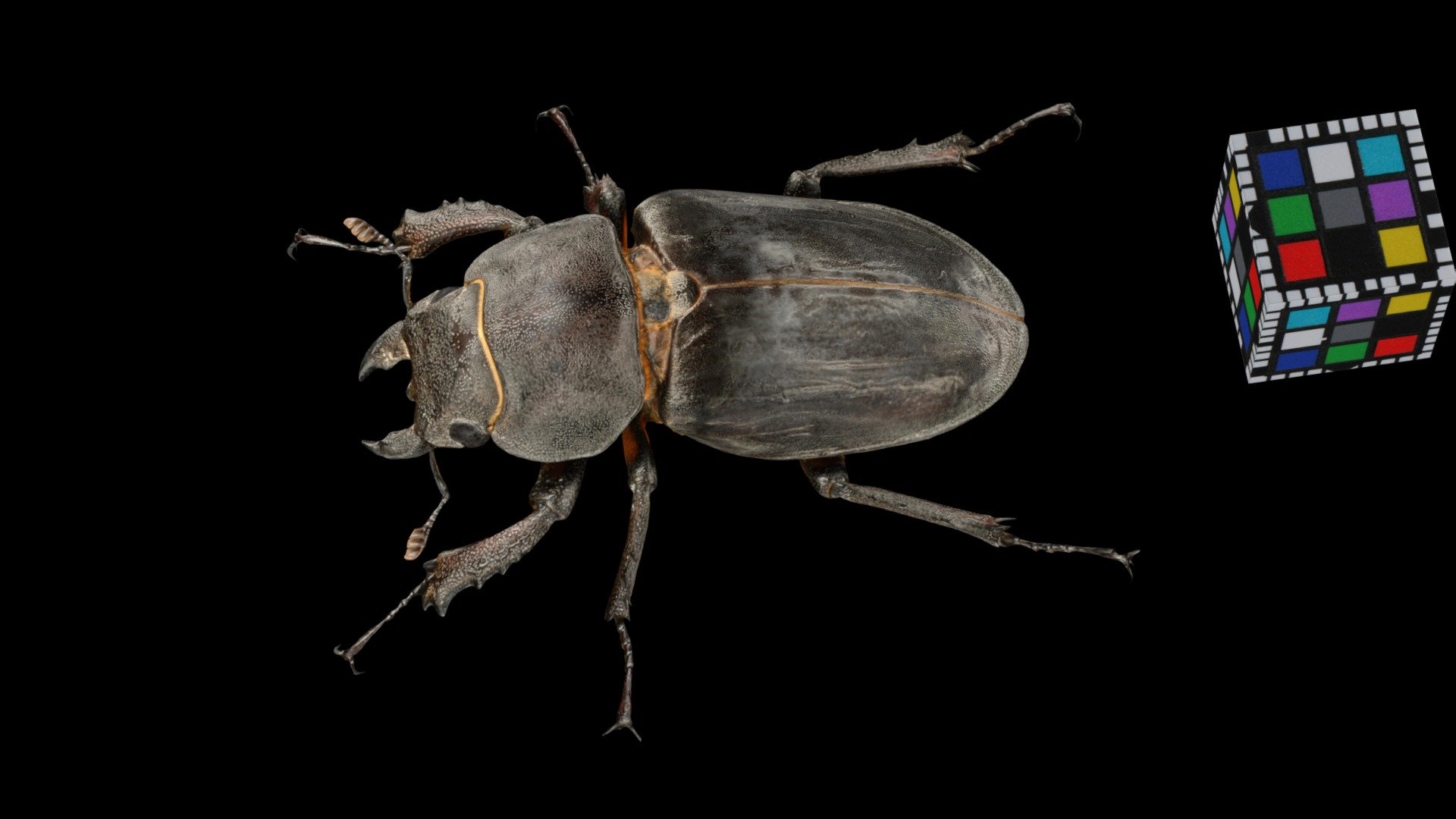ミヤマクワガタ ♀ Miyama Stag Beetle