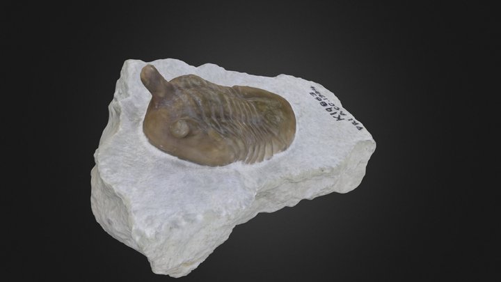 Trilobite: Asaphus intermedius (PRI 76770) – Gratis 3D-model STL