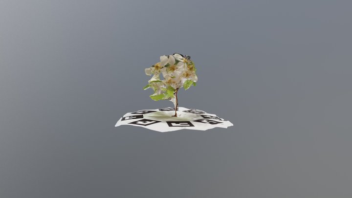 3D flor peral desde vídeo 3D Model