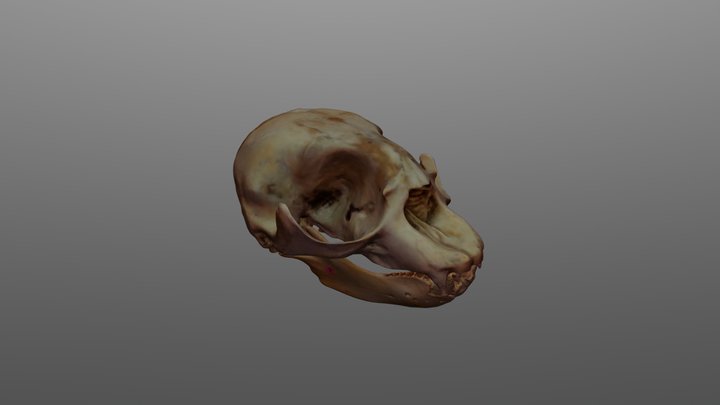 Southern elephant seal skull - ML_2000_0002 3D Model
