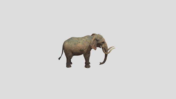 Hide-the-elephant 3D Model