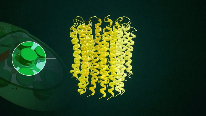 Chloroplast Protein 3D Model