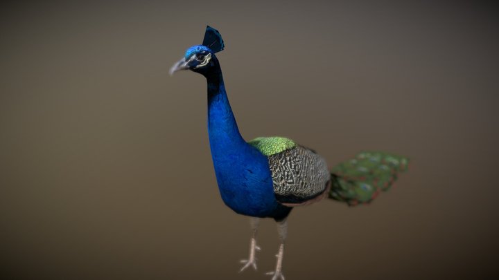 Peacock (Peafowl) 3D Model