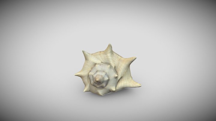 Sea Shell (Photogrammetry) 3D Model