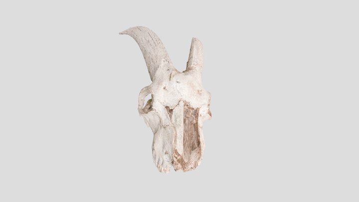 Goat Skull Test - Xiaomi Mi 11 (Raw) 3D Model