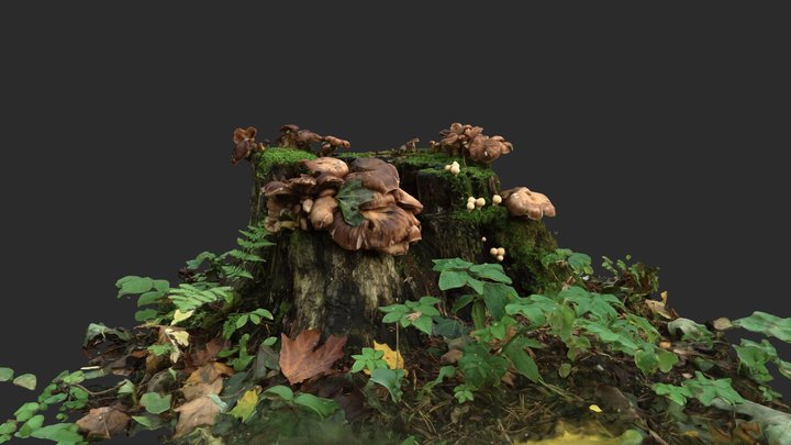 Old Tree Stump 3D Model