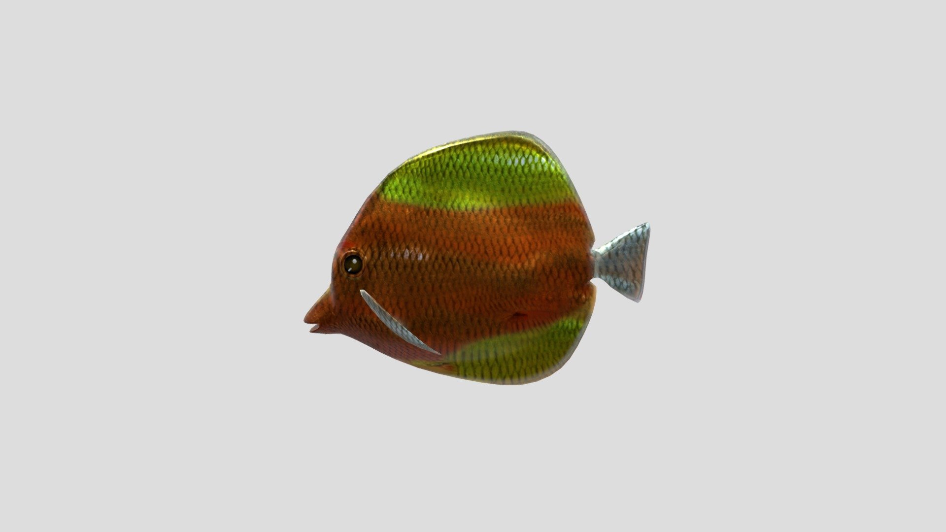 Magikarp (fish)