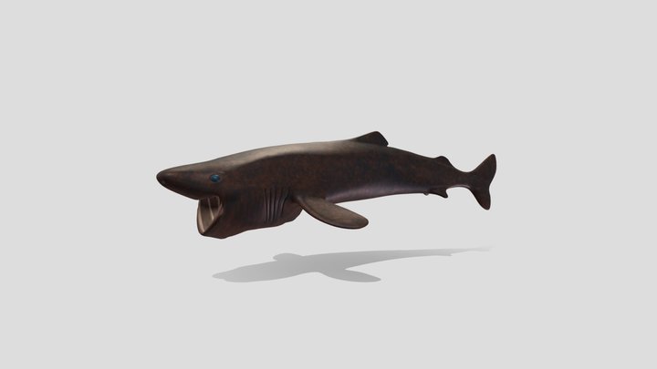 Requin du Groenland / Greenland shark 3D Model