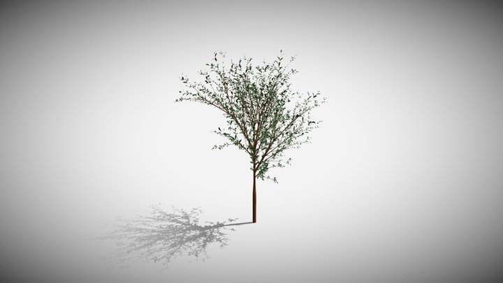 pomegranate（Punica granatum L.） 3D Model