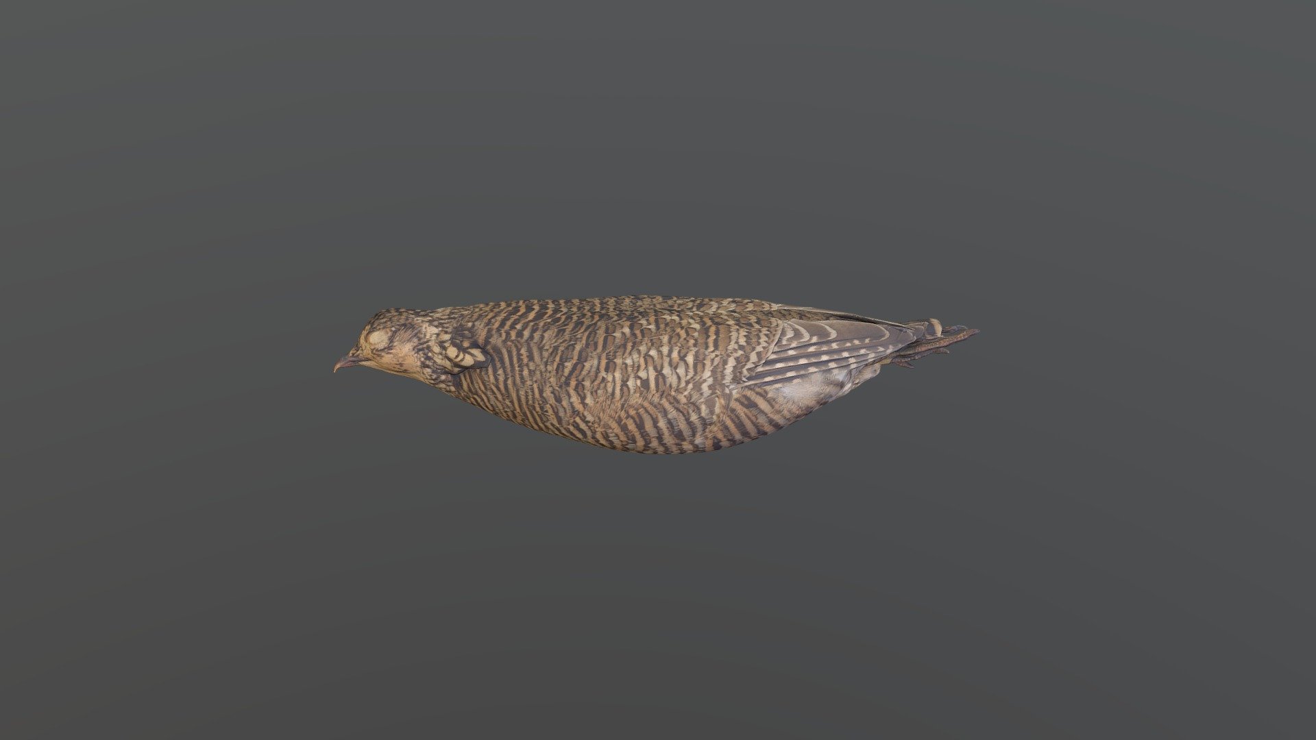 Greater Prairie-Chicken - Tympanuchus cupido