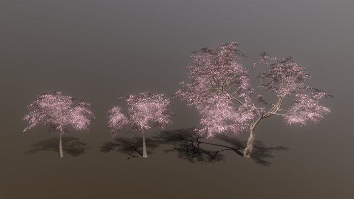 Cherry Blossom Trees 3D Model