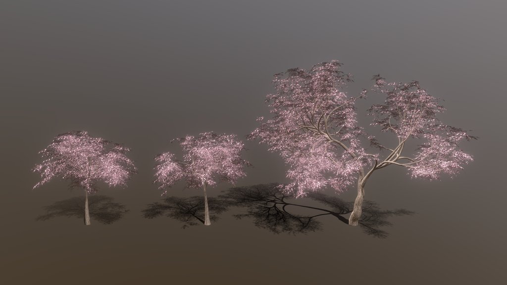Cherry Blossom Trees