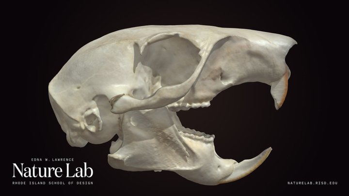 Tree Squirrel Skull
