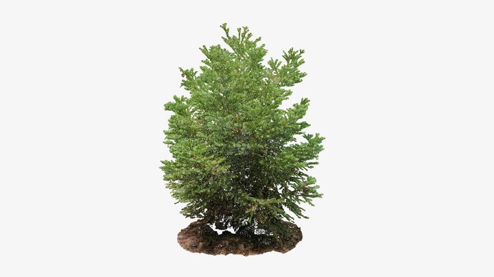 Cryptomeria japonica I