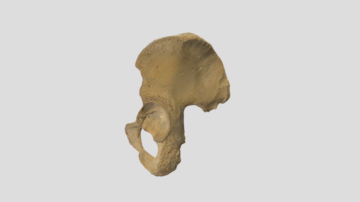Human Hip Bone 3D Model