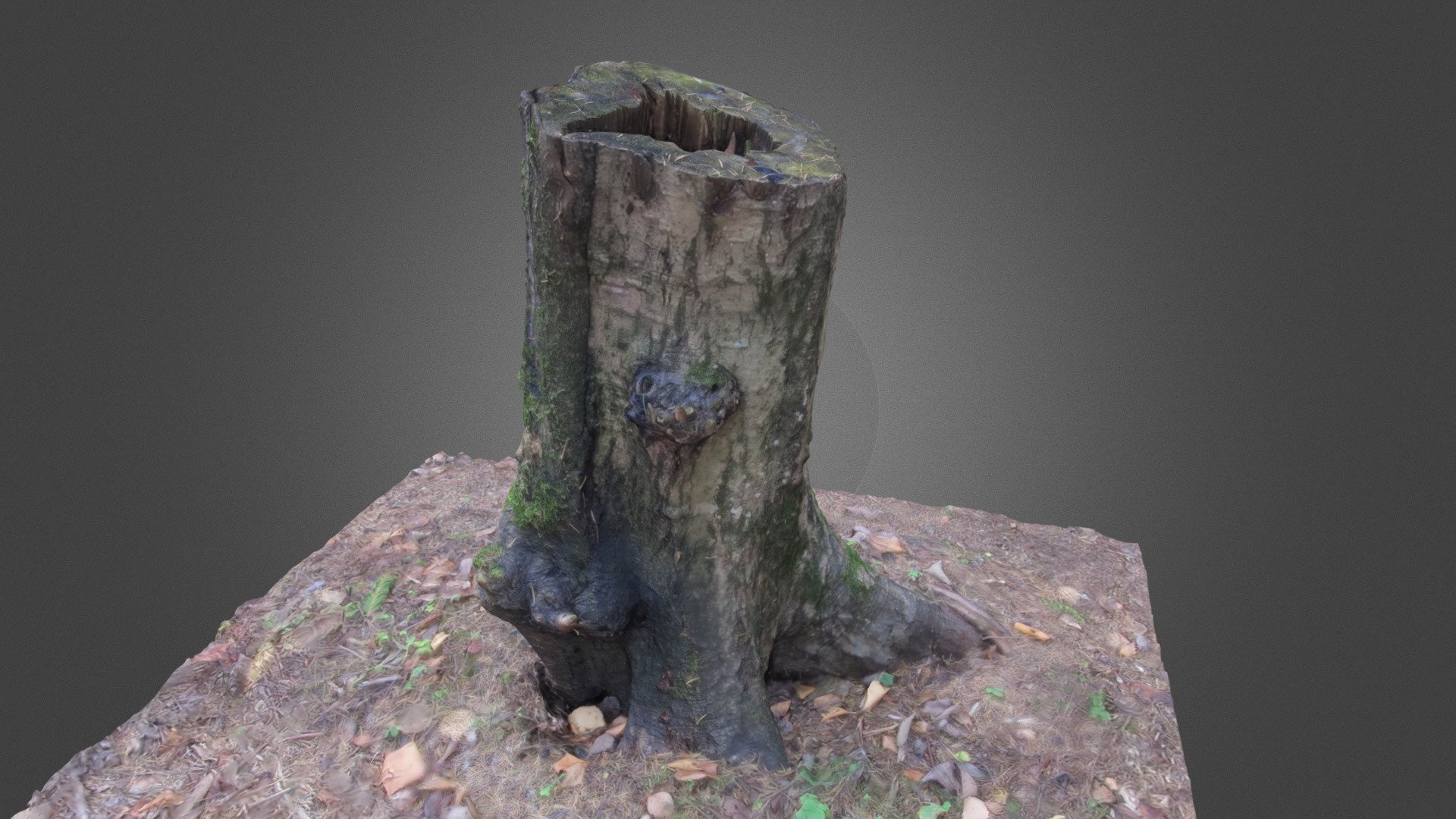 Aspen stump